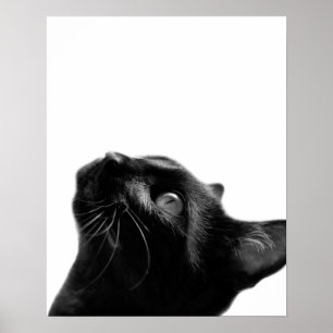 白黒猫ペット動物の写真キッズルーム ポスター