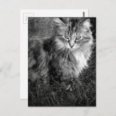白黒猫ポートレート ポストカード (正面/裏面)