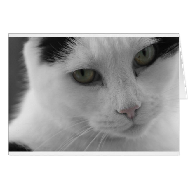 白黒猫顔 (正面横)