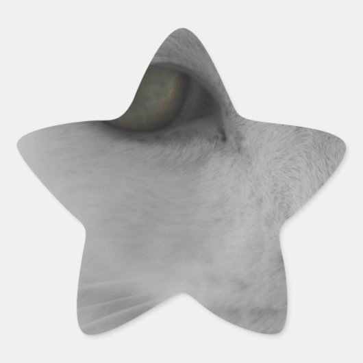 白黒猫顔 星シール (正面)