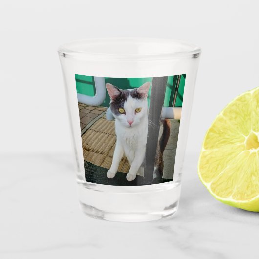 白黒猫 ショットグラス (正面)