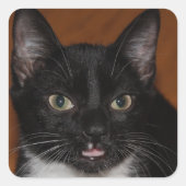 白黒猫 スクエアシール (正面)