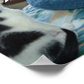 白黒猫 ポスター (角)