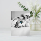 白黒猫 ポストカード (スタンド正面)