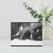 白黒猫 ポストカード (スタンド正面)