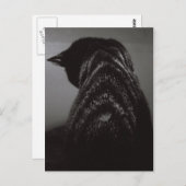 白黒猫 ポストカード (正面/裏面)
