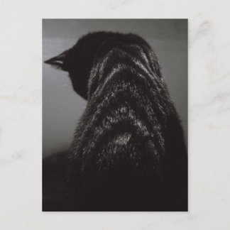 白黒猫 ポストカード