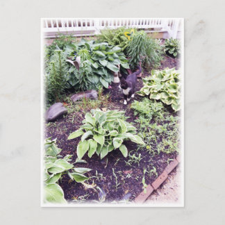 白黒猫 ポストカード