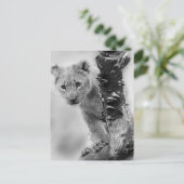 白黒獅子の子 ポストカード (スタンド正面)