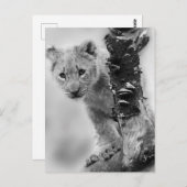 白黒獅子の子 ポストカード (正面/裏面)
