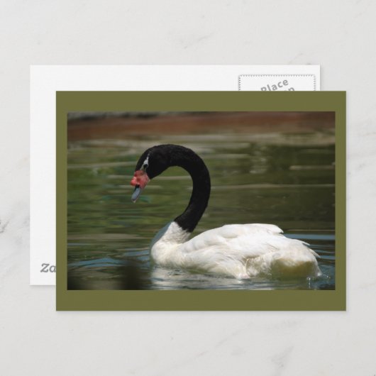 白黒白鳥はがき ポストカード (正面/裏面)