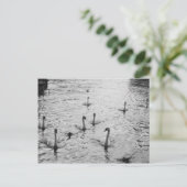 白黒白鳥 ポストカード (スタンド正面)