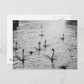 白黒白鳥 ポストカード (正面/裏面)
