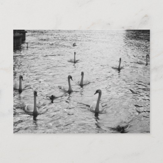 白黒白鳥 ポストカード (正面)