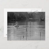 白黒白黒鳥 ポストカード (正面/裏面)