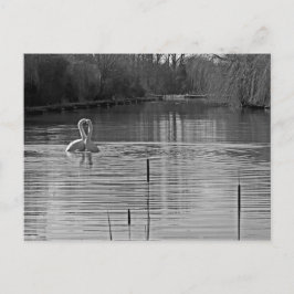 白黒白黒鳥 ポストカード