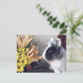 白黒矮兎 ポストカード (スタンド正面)