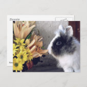 白黒矮兎 ポストカード (正面/裏面)