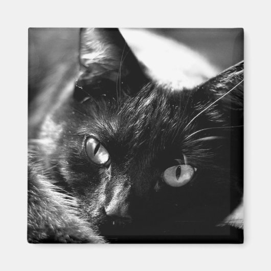 白黒磁石の猫 マグネット (正面)