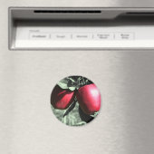 白黒磁石の赤いりんご マグネット (インサイチュ (食洗機))