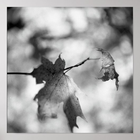 白黒秋ワンダーランドポスター ポスター (正面)