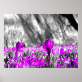 白黒紫フラワーモノクロ ポスター (正面)