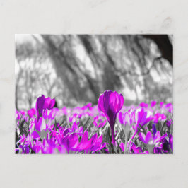 白黒紫フラワーモノクロ ポストカード