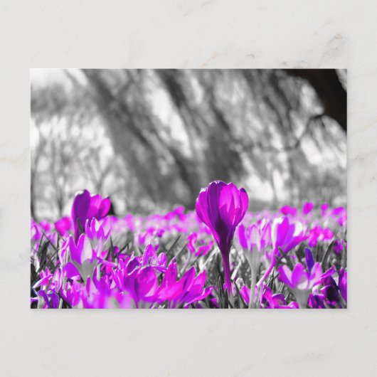 白黒紫フラワーモノクロ ポストカード (正面)