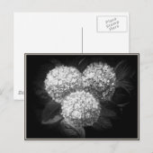 白黒紫陽花エレガント紙製品 ポストカード (正面/裏面)