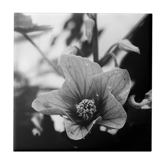 白黒花の写真 タイル (正面)