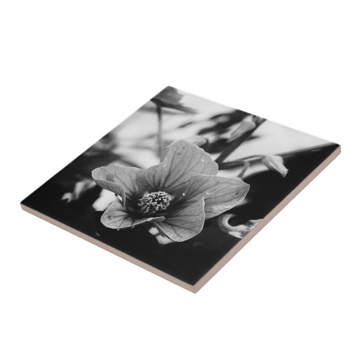 白黒花の写真 タイル (側面)