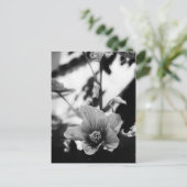 白黒花の写真 ポストカード (スタンド正面)