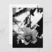 白黒花の写真 ポストカード (正面/裏面)
