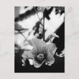 白黒花の写真 ポストカード