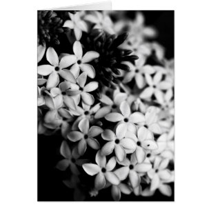 白黒花