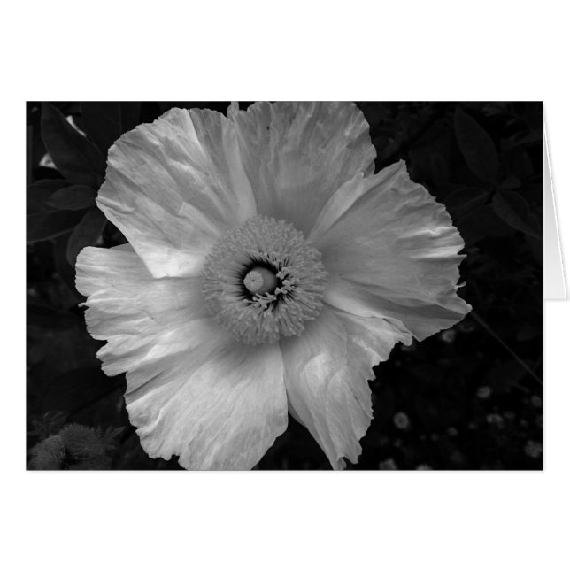 白黒花 (正面横)