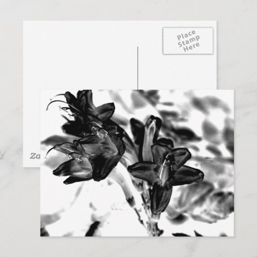 白黒花 ポストカード (正面/裏面)