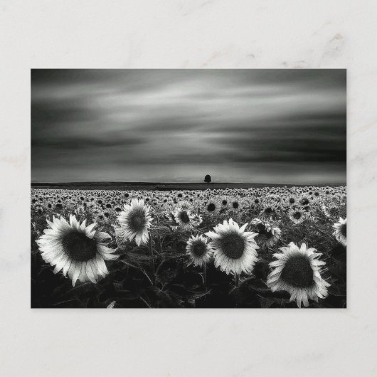 白黒花 ポストカード (正面)