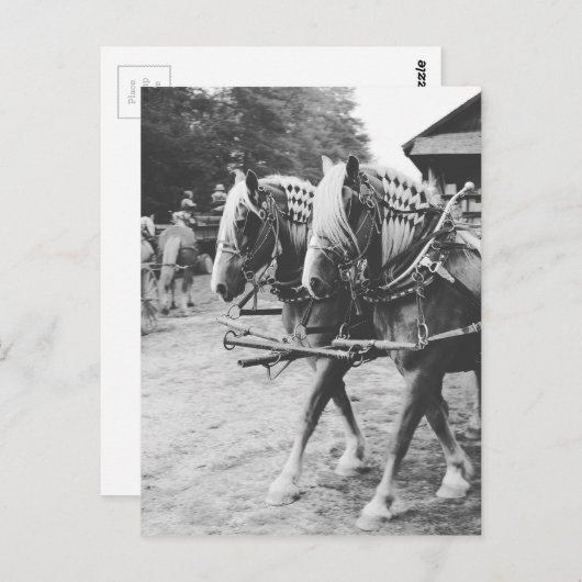 白黒荷車を引くで作業する馬 ポストカード (正面/裏面)