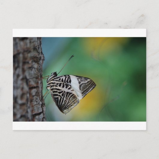 白黒蝶 ポストカード (正面)