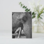 白黒象の写真はがき ポストカード (スタンド正面)