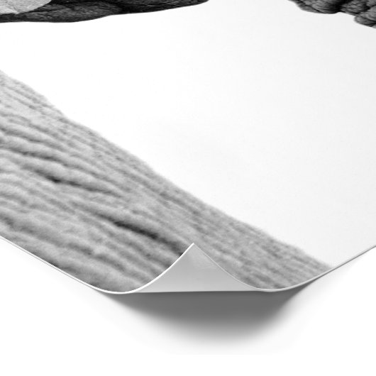 白黒象の野生アフリカ動物の写真 ポスター (角)