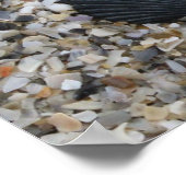 白黒貝ポスター ポスター (角)