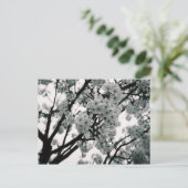 白黒開花 ポストカード (スタンド正面)