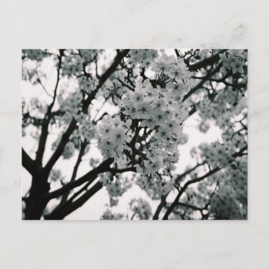 白黒開花 ポストカード (正面)