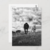 白黒馬あいさつ写真葉書 ポストカード (正面/裏面)