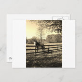 白黒馬のセピア色の調子の写真 ポストカード (正面/裏面)