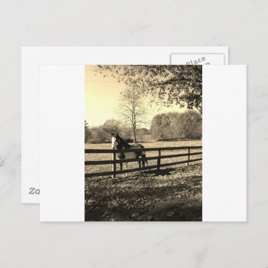 白黒馬のセピア色の調子の写真 ポストカード (正面/裏面)