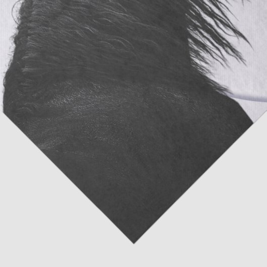 白黒馬の最高の友達の分離 薄葉紙 (詳細)