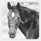 白黒馬 スクエアシール (正面)